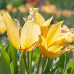 Tulipanløg - Sæt med 40 - Tulipa 'Prastants Shogun' - Blomsterløg - Orange