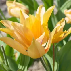 Tulipanløg - Sæt med 40 - Tulipa 'Prastants Shogun' - Blomsterløg - Orange