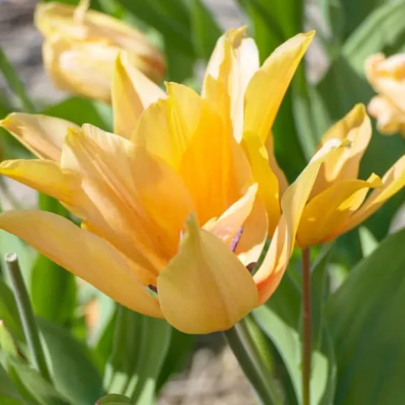 Tulipanløg - Sæt med 40 - Tulipa 'Prastants Shogun' - Blomsterløg - Orange