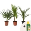 Udendørs Palmeblanding - Med plantefoder - Sæt med 3 - Højde 50-70cm - ⌀15cm