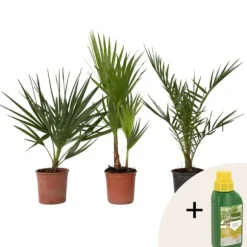 Udendørs Palmeblanding - Med plantefoder - Sæt med 3 - Højde 50-70cm - ⌀15cm