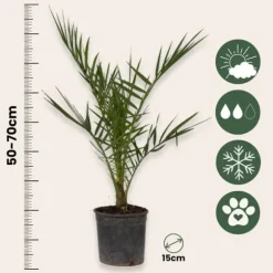 Udendørs Palmeblanding - Med plantefoder - Sæt med 3 - Højde 50-70cm - ⌀15cm
