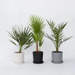 Udendørs Palmeblanding - Med plantefoder - Sæt med 3 - Højde 50-70cm - ⌀15cm