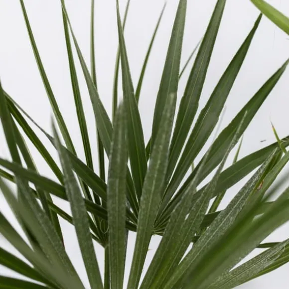 Udendørs Palmeblanding - Med plantefoder - Sæt med 3 - Højde 50-70cm - ⌀15cm