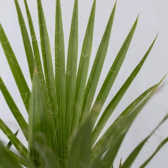 Udendørs Palmeblanding - Med plantefoder - Sæt med 3 - Højde 50-70cm - ⌀15cm