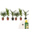 Udendørs Palmeblanding - Med plantefoder - Sæt med 6 - Højde 50-70cm - ⌀15cm