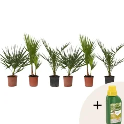Udendørs Palmeblanding - Med plantefoder - Sæt med 6 - Højde 50-70cm - ⌀15cm