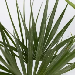 Udendørs Palmeblanding - Med plantefoder - Sæt med 6 - Højde 50-70cm - ⌀15cm