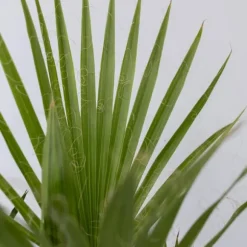Udendørs Palmeblanding - Med plantefoder - Sæt med 6 - Højde 50-70cm - ⌀15cm