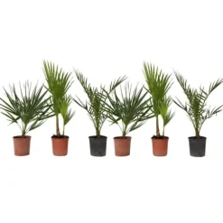 Udendørs palmeblanding - Sæt med 6 - Outdoor Palmmix - Højde 50-70cm - ⌀15cm