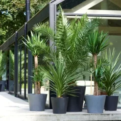 Udendørs palmeblanding - Sæt med 6 - Outdoor Palmmix - Højde 50-70cm - ⌀15cm