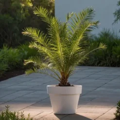 Udendørs palmeblanding - Sæt med 3 - Outdoor Palmmix - Højde 50-70cm - ⌀15cm