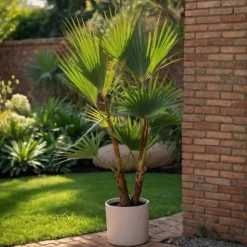 Udendørs palmeblanding - Sæt med 3 - Outdoor Palmmix - Højde 50-70cm - ⌀15cm