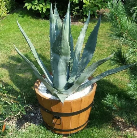 Urtepotte i egetræ 50xH45 karat eg