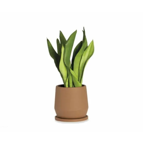 Urtepotte med fad Alexandra House Living Terrakotta Keramik 18 x 18 x 18 cm