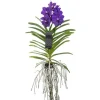 Vanda orkidé - Vanda 'Blue' - Højde 55-65cm