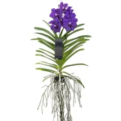 Vanda orkidé - Vanda 'Blue' - Højde 55-65cm