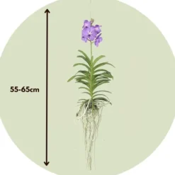 Vanda orkidé - Vanda 'Blue' - Højde 55-65cm