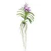 Vanda orkidé - Vanda 'Lila' - Højde 55-65cm