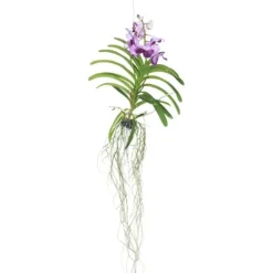 Vanda orkidé - Vanda 'Lila' - Højde 55-65cm