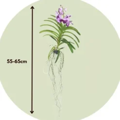 Vanda orkidé - Vanda 'Lila' - Højde 55-65cm