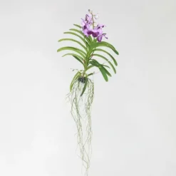 Vanda orkidé - Vanda 'Lila' - Højde 55-65cm