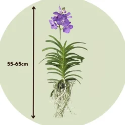 Vanda orkidé - Vanda 'Magic Royal Blue' - Højde 55-65cm