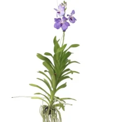 Vanda orkidé - Vanda 'New Blue' - Højde 55-65cm