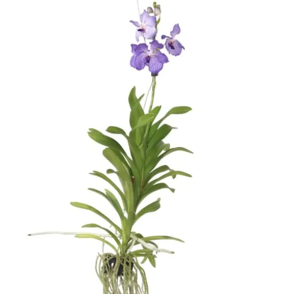 Vanda orkidé - Vanda 'New Blue' - Højde 55-65cm