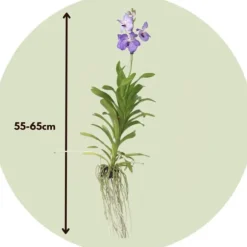 Vanda orkidé - Vanda 'New Blue' - Højde 55-65cm