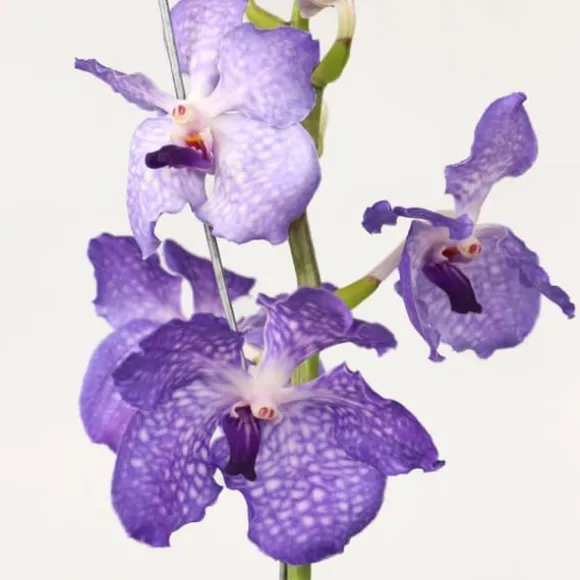 Vanda orkidé - Vanda 'New Blue' - Højde 55-65cm