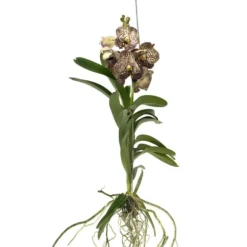 Vanda orkidé - Vanda 'Ocelot Mocha' - Højde 55-65cm