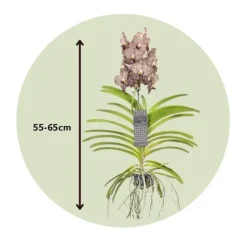 Vanda orkidé - Vanda 'Ocelot Mocha' - Højde 55-65cm