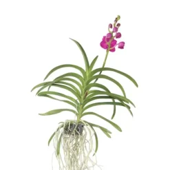 Vanda orkidé - Vanda 'Pink' - Højde 55-65cm