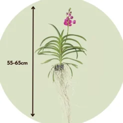 Vanda orkidé - Vanda 'Pink' - Højde 55-65cm