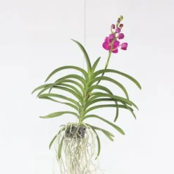 Vanda orkidé - Vanda 'Pink' - Højde 55-65cm