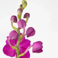Vanda orkidé - Vanda 'Pink' - Højde 55-65cm