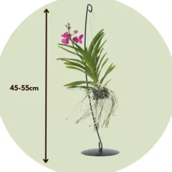 Vanda orkidé - Vanda 'Pink' - Højde 45-55cm