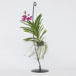 Vanda orkidé - Vanda 'Pink' - Højde 45-55cm