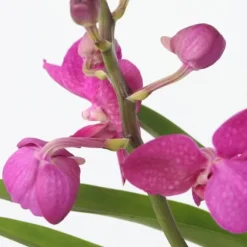 Vanda orkidé - Vanda 'Pink' - Højde 45-55cm