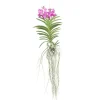 Vanda orkidé - Vanda 'Pink' - Højde 45-55cm