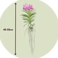 Vanda orkidé - Vanda 'Pink' - Højde 45-55cm