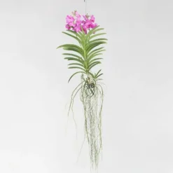 Vanda orkidé - Vanda 'Pink' - Højde 45-55cm
