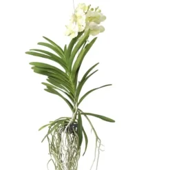 Vanda orkidé - Vanda 'Tayanee White' - Højde 45-55cm