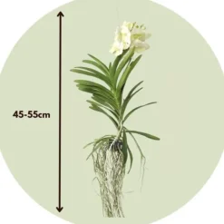 Vanda orkidé - Vanda 'Tayanee White' - Højde 45-55cm
