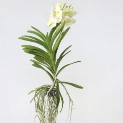 Vanda orkidé - Vanda 'Tayanee White' - Højde 45-55cm