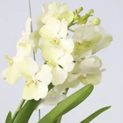 Vanda orkidé - Vanda 'Tayanee White' - Højde 45-55cm