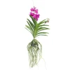 Vanda orkidé - Vanda 'Tayanee Cerise' - Højde 55-65cm
