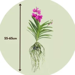 Vanda orkidé - Vanda 'Tayanee Cerise' - Højde 55-65cm