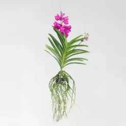 Vanda orkidé - Vanda 'Tayanee Cerise' - Højde 55-65cm